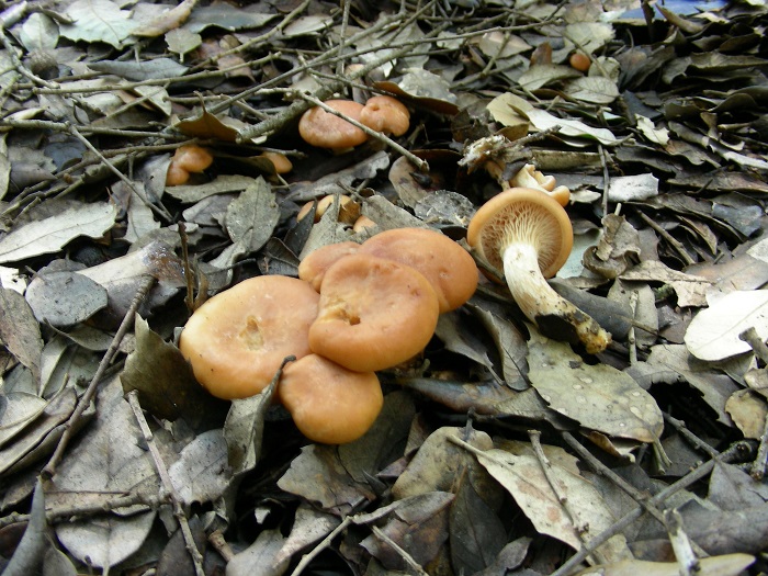 609 Marzo vecchio ritrovamento